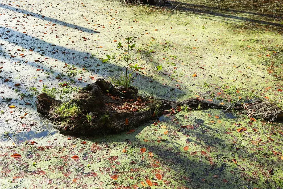 پاییز در مرداب دریوک کلاردشت