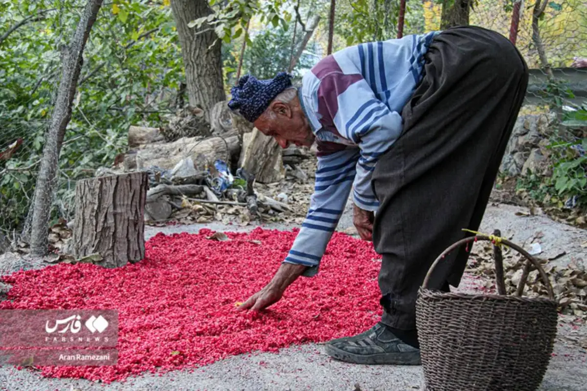 برداشت انار در باغ‌های کوهستانی پاوه