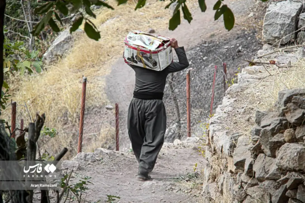 برداشت انار در باغ‌های کوهستانی پاوه