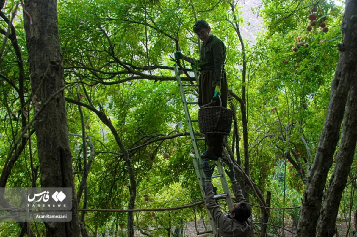 برداشت انار در باغ‌های کوهستانی پاوه