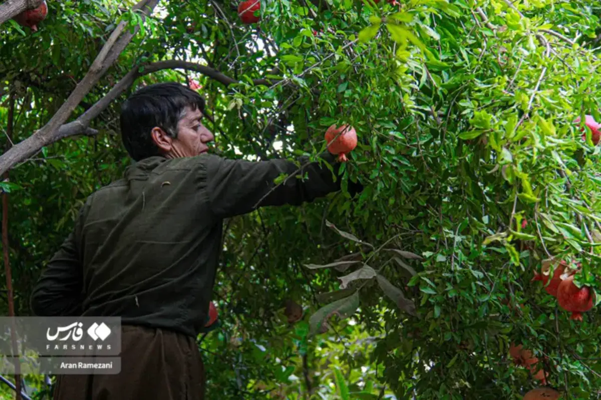 برداشت انار در باغ‌های کوهستانی پاوه