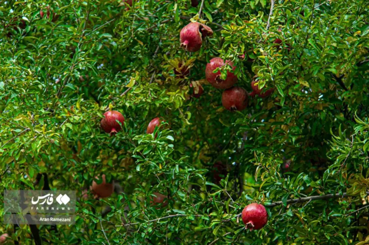 برداشت انار در باغ‌های کوهستانی پاوه