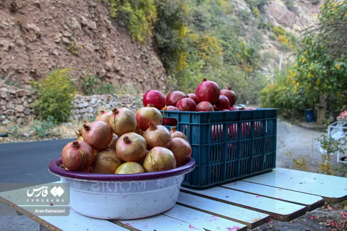 برداشت انار در باغ‌های کوهستانی پاوه