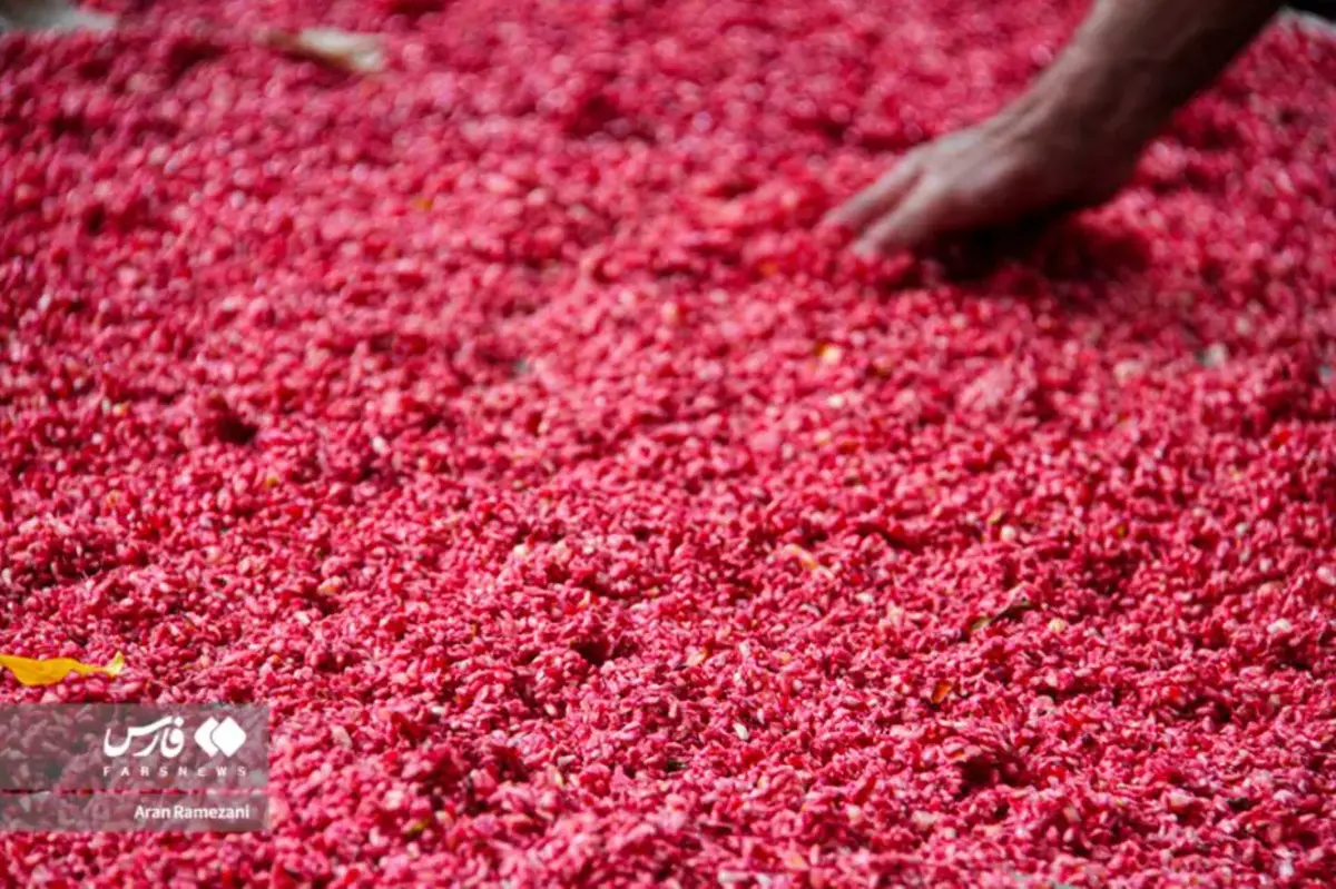 برداشت انار در باغ‌های کوهستانی پاوه