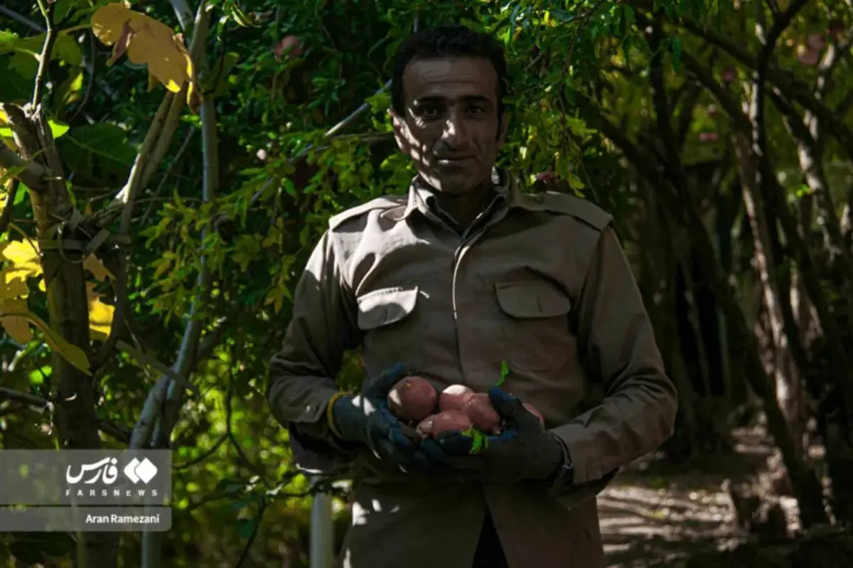 برداشت انار در باغ‌های کوهستانی پاوه