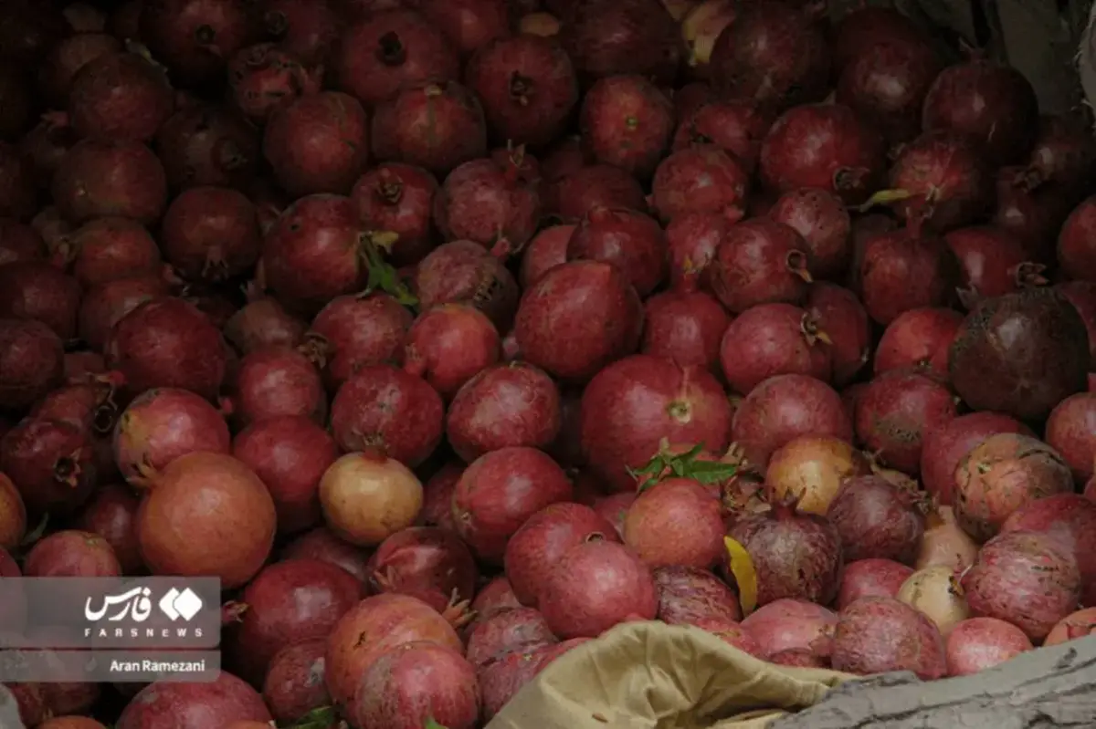 برداشت انار در باغ‌های کوهستانی پاوه