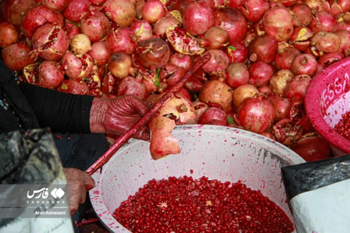 برداشت انار در باغ‌های کوهستانی پاوه