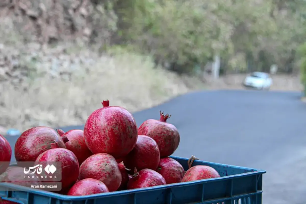 برداشت انار در باغ‌های کوهستانی پاوه