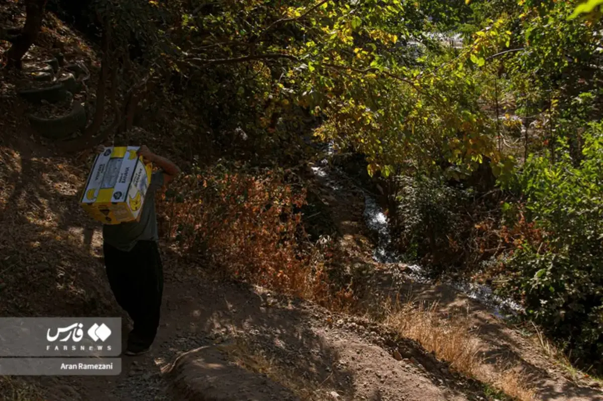 برداشت انار در باغ‌های کوهستانی پاوه