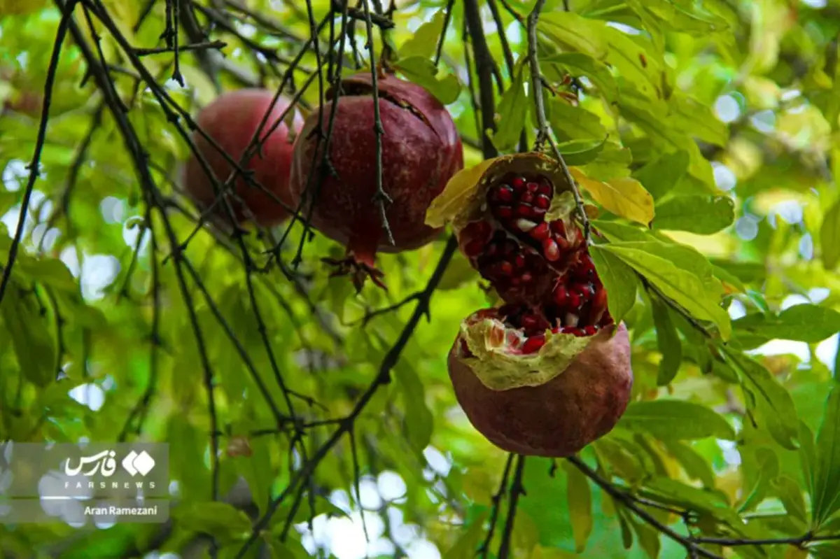 برداشت انار در باغ‌های کوهستانی پاوه