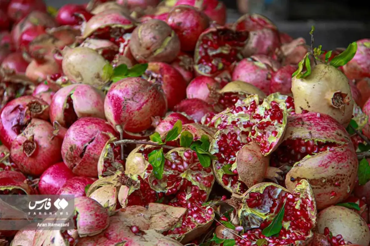 برداشت انار در باغ‌های کوهستانی پاوه