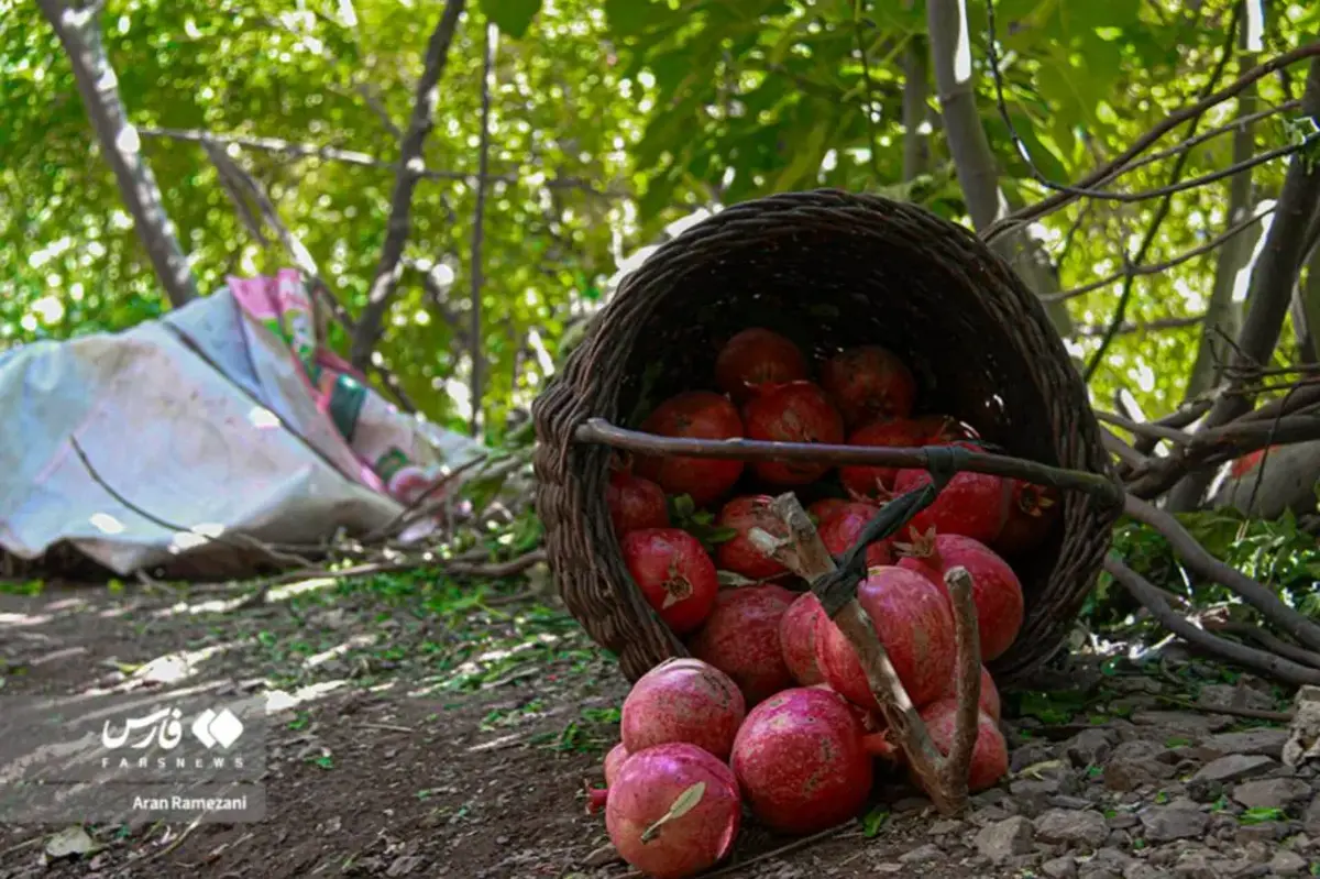 برداشت انار در باغ‌های کوهستانی پاوه