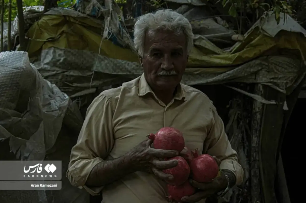 برداشت انار در باغ‌های کوهستانی پاوه