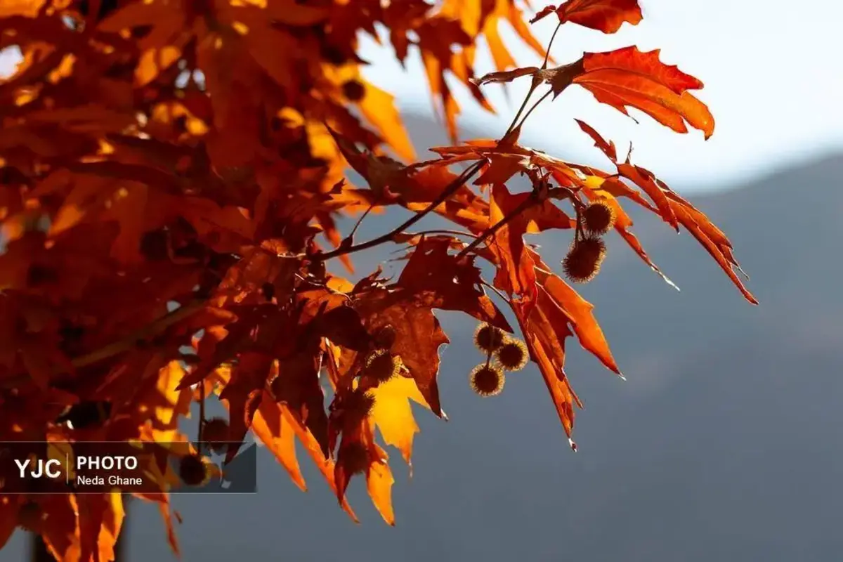 پاییز ابیانه جشن رنگ‌ها در روستای سرخ