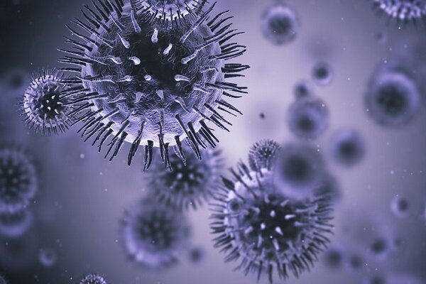 کرونا ویروس در حیوانات اهلی مورد تغذیه انسان مشاهده نشده است