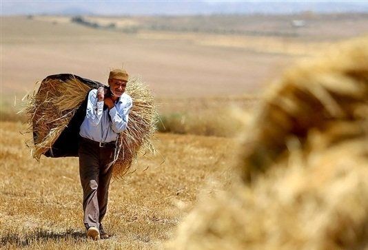 کشاورزی ایران 