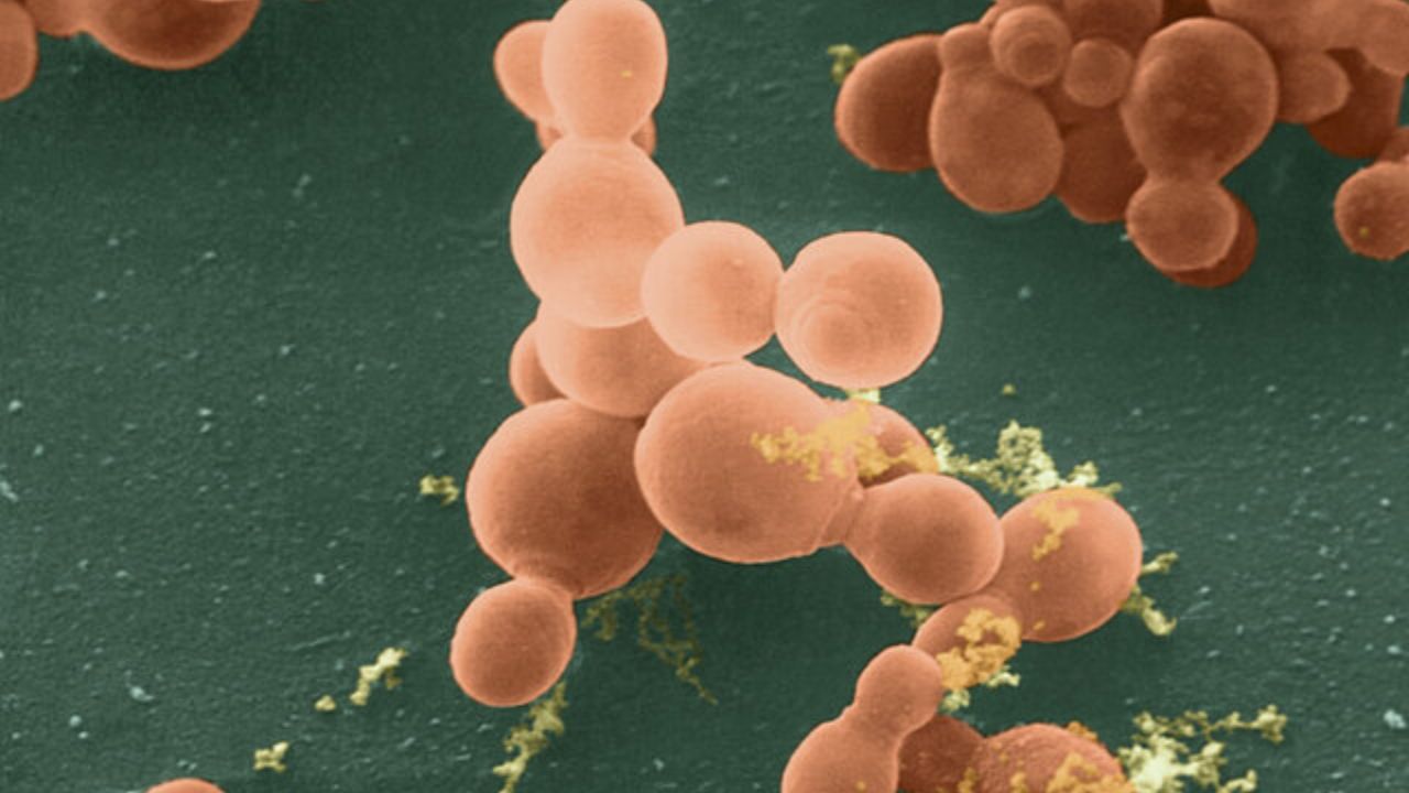 احتمال درمان سرطان با کمک نوعی قارچ اخبار سلامتی
