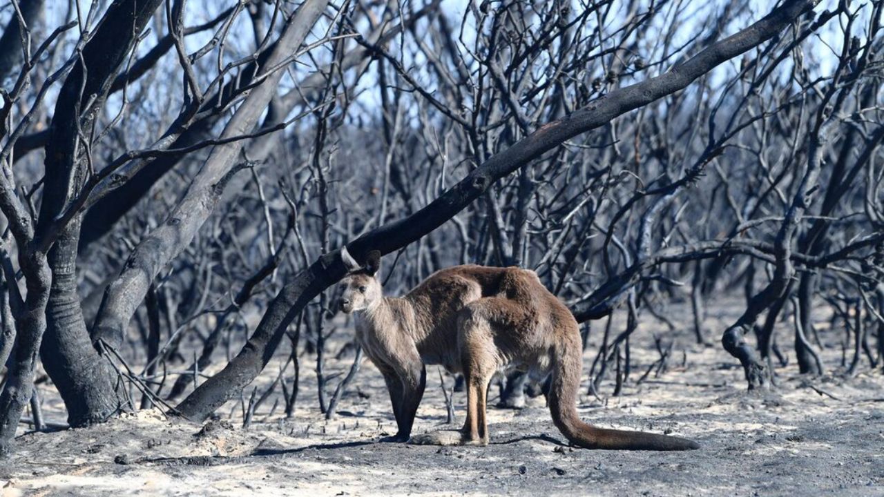 حیوانات آسیب‌دیده در آتش‌سوزی استرالیا