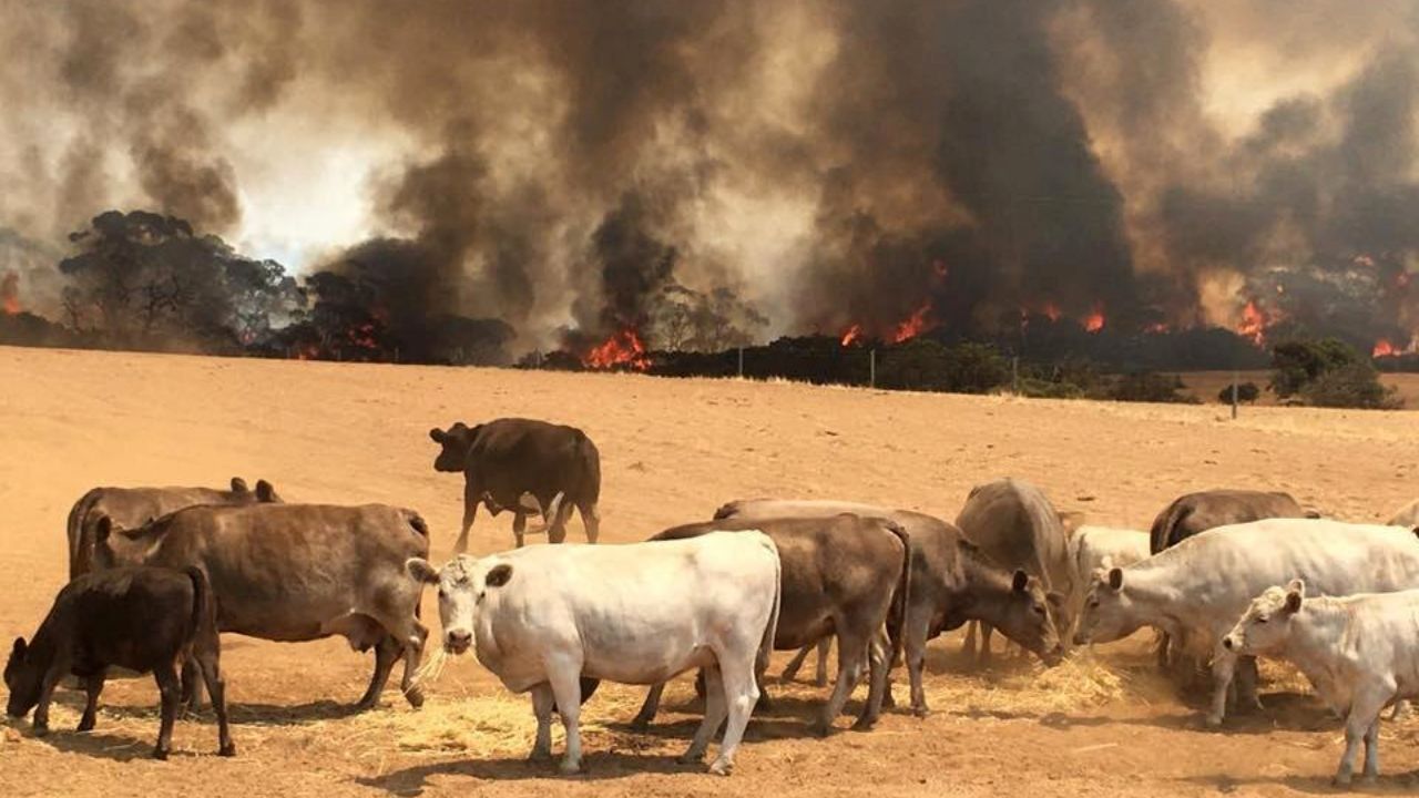 حیوانات آسیب‌دیده در آتش‌سوزی استرالیا