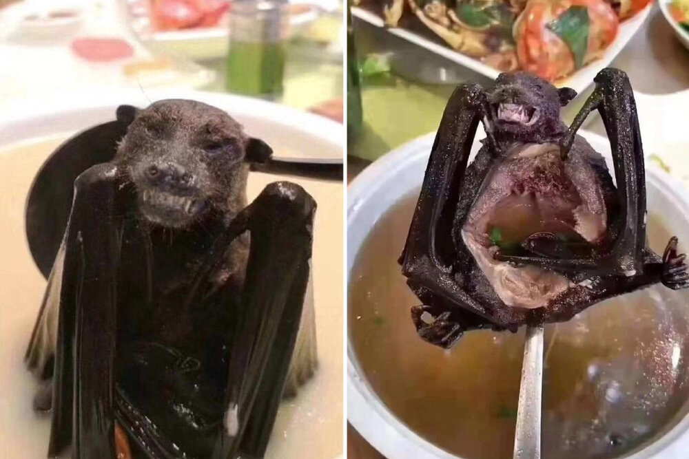 سوپ خفاش