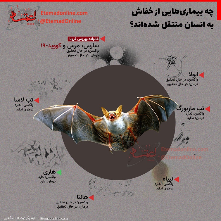 اینفوگرافی/ چه بیماری‌هایی از خفاش به انسان منتقل شده‌اند؟