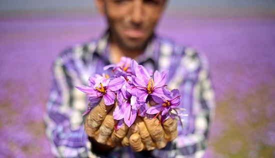 زعفران ایرانی
