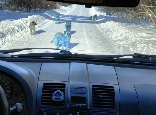 سگ های آبی رنگ در روسیه