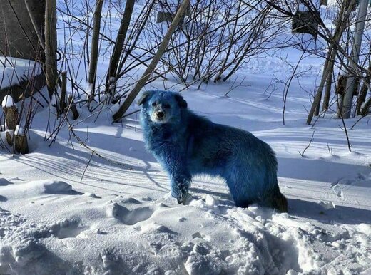 سگ های آبی رنگ در روسیه