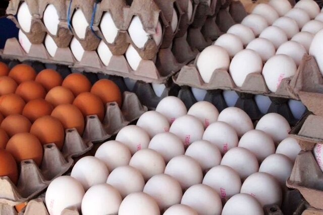 ممنوعیت فروش تخم‌مرغ 