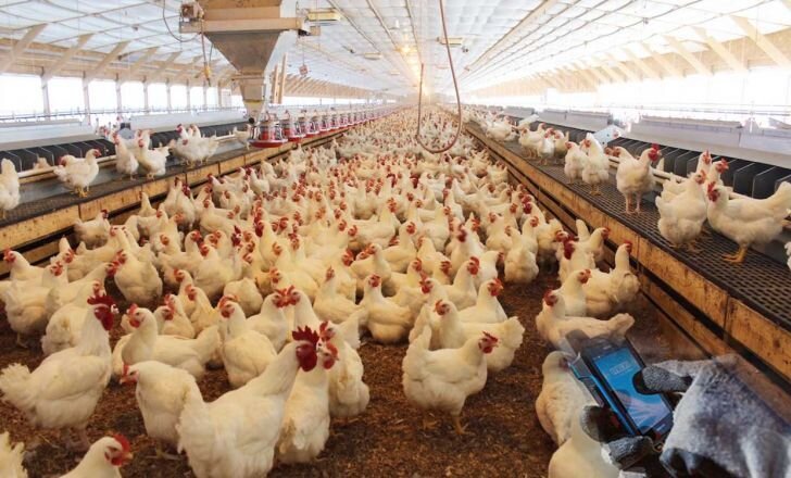  بحران کمبود مرغ در ایام نوروز