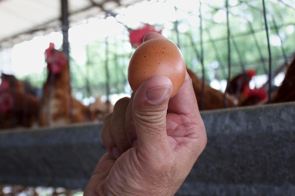 ارزش یک تخم مرغ بیشتر از حقوق یک ماه در ونزوئلا!
