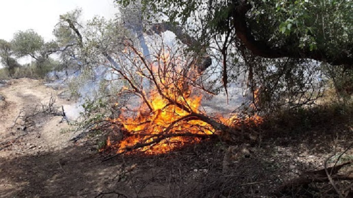 آتش سوزی بوستان‌های تهران