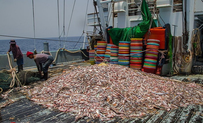 حمله شبانه به صید ماهی خلیج فارس