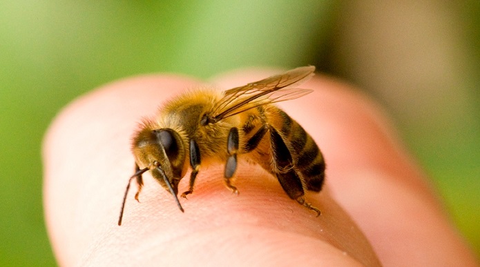 نیش زنبور و درمان کرونا