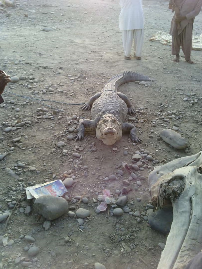 سکوت محیط زیست و وزارت نیرو در قبال حمله گاندو به مردم سیستان و بلوچستان