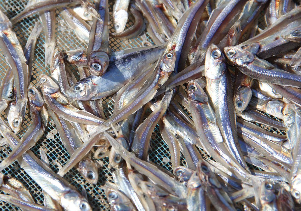صادرات ماهی خشک 