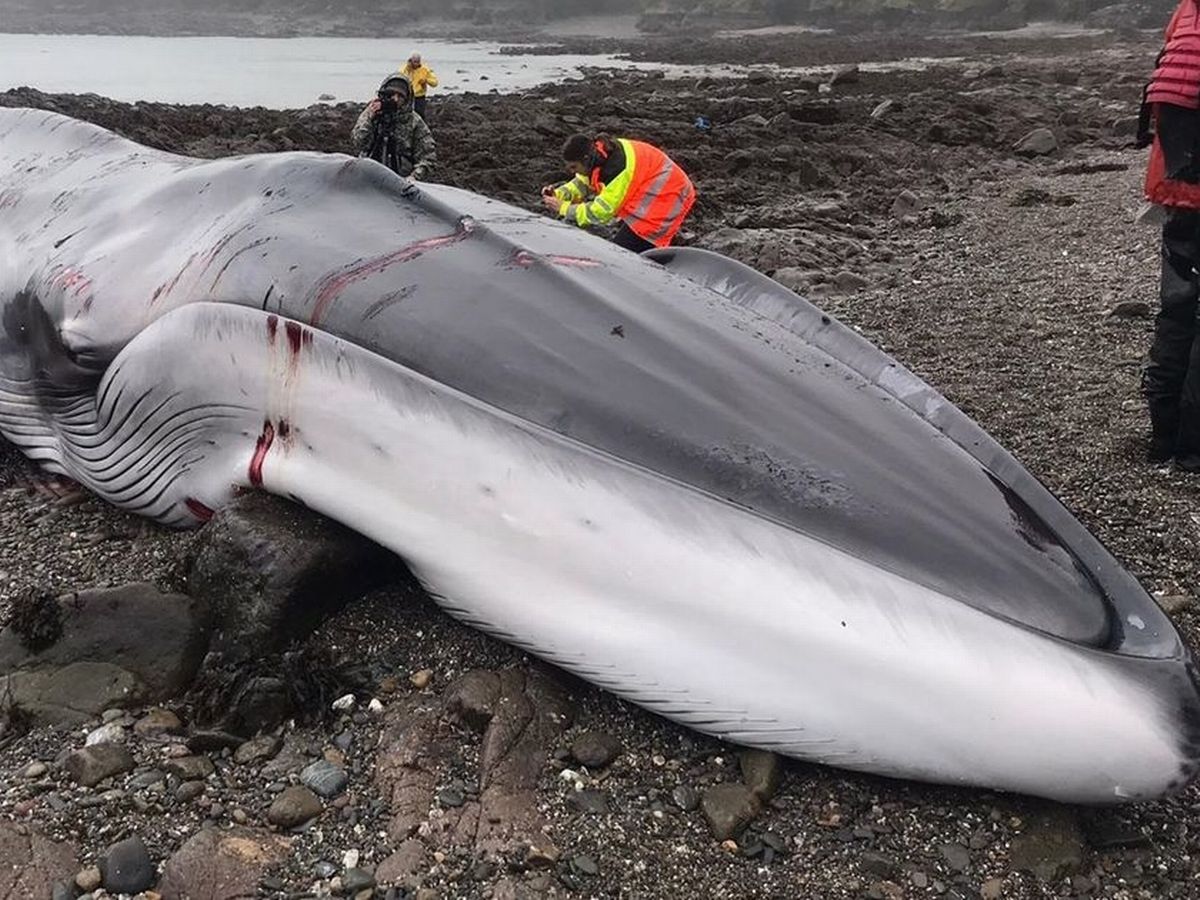 مرگ نهنگ غول‌پیکر در  هرمزگان