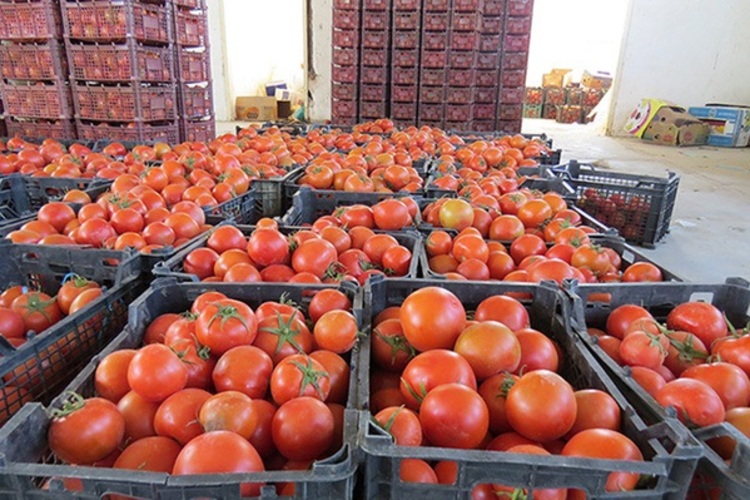 بازگشت گوجه فرنگی ایران از عراق
