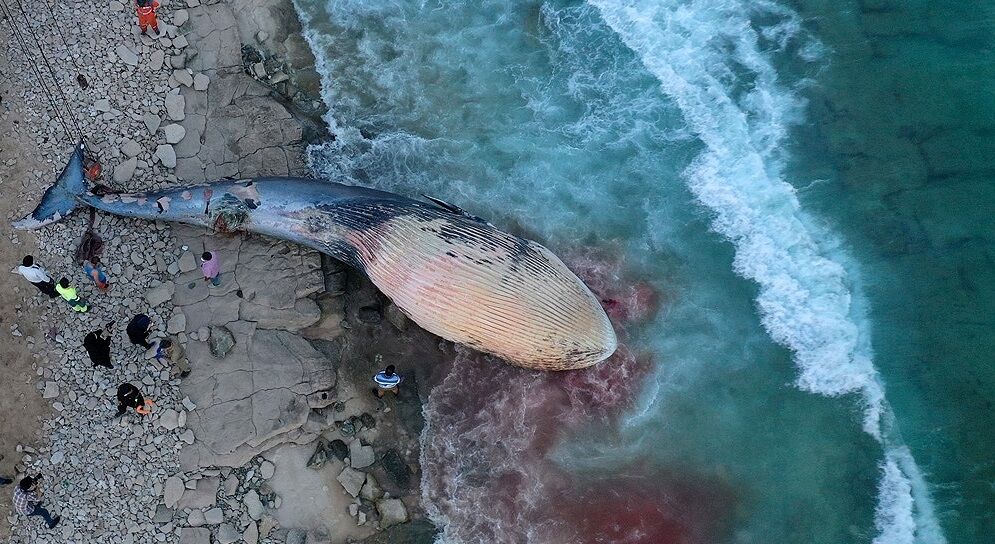 علت مرگ نهنگ ‌های خلیج فارس 