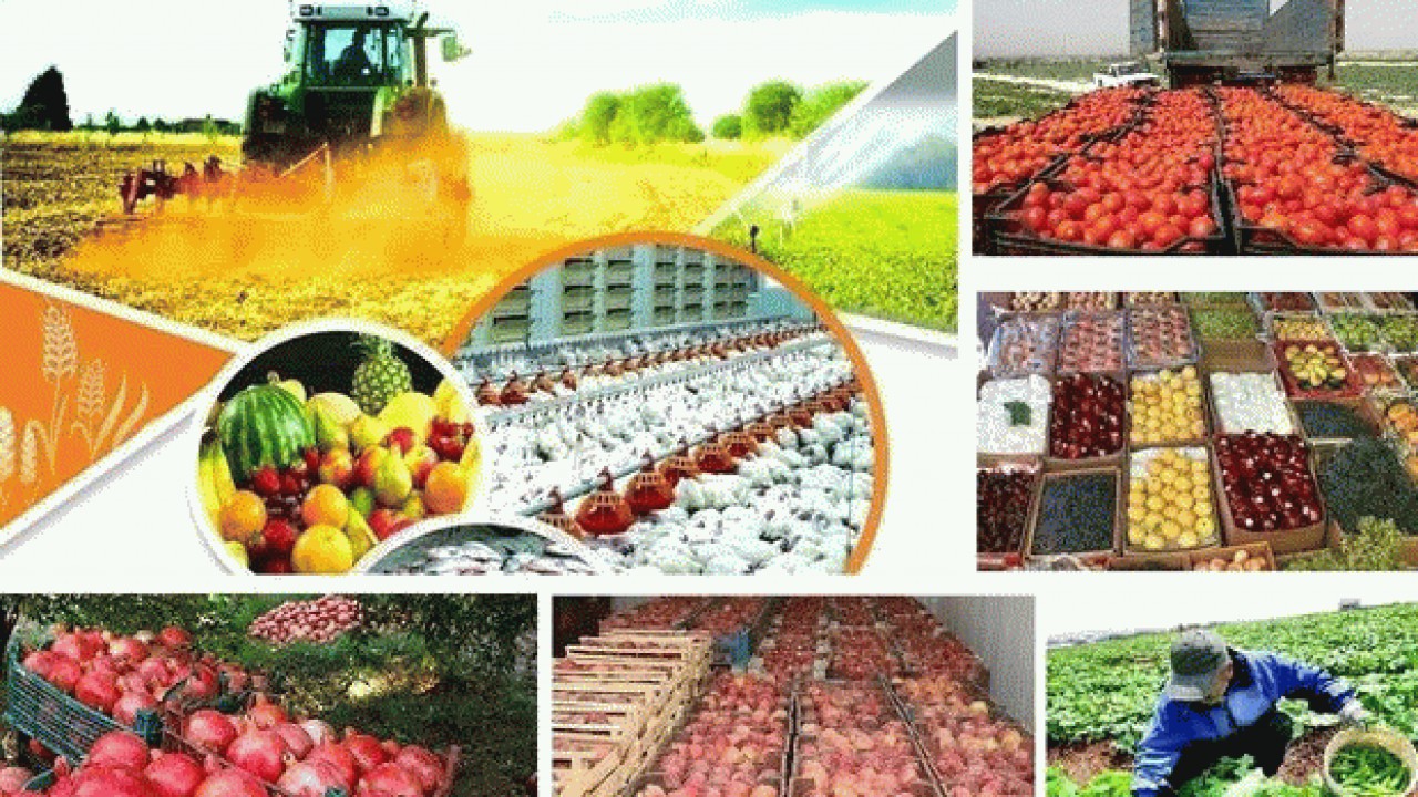 صادرات محصولات کشاورزی 