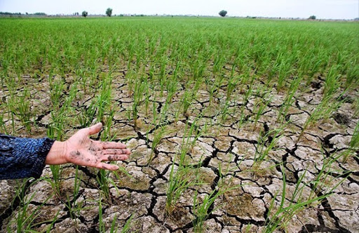 ۳.۸ میلیون هکتار زمین کشاورزی در معرض خشکسالی