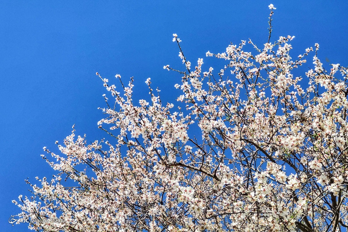 تهران خلوت و بهاری دیدنی تر از هر زمان دیگری است. خواه علت رفتن تهرانی ها به سفرهای نوروزی باشد یا رعایت پروتکل های بهداشتی برای مبتلا نشدن به بیماری کرونا در این روزهای بهاری هرجای تهران که فکرش را بکنی دیدنی است.