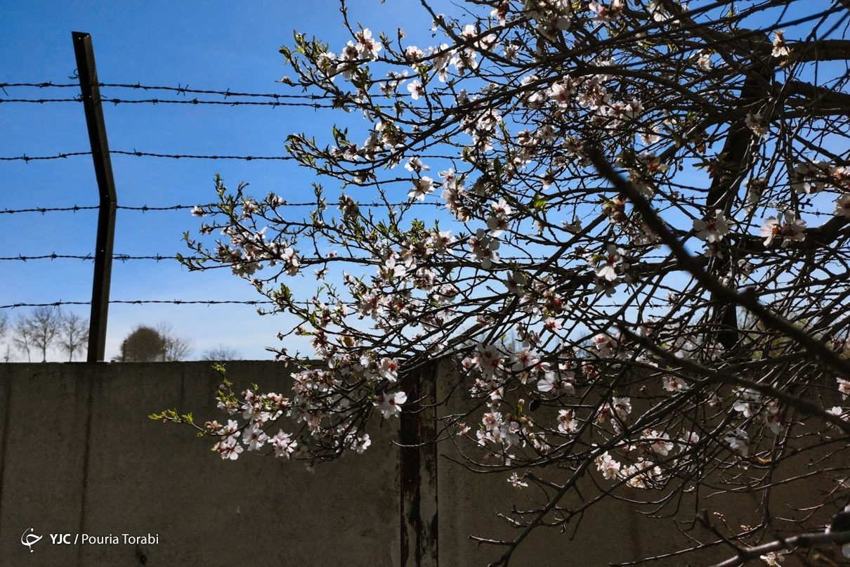 تهران خلوت و بهاری دیدنی تر از هر زمان دیگری است. خواه علت رفتن تهرانی ها به سفرهای نوروزی باشد یا رعایت پروتکل های بهداشتی برای مبتلا نشدن به بیماری کرونا در این روزهای بهاری هرجای تهران که فکرش را بکنی دیدنی است.