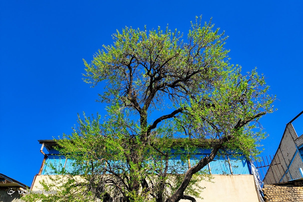 تهران خلوت و بهاری دیدنی تر از هر زمان دیگری است. خواه علت رفتن تهرانی ها به سفرهای نوروزی باشد یا رعایت پروتکل های بهداشتی برای مبتلا نشدن به بیماری کرونا در این روزهای بهاری هرجای تهران که فکرش را بکنی دیدنی است.