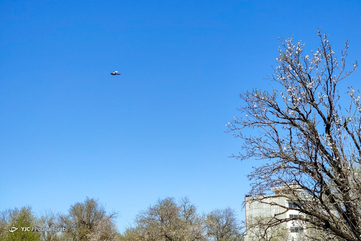 تهران خلوت و بهاری دیدنی تر از هر زمان دیگری است. خواه علت رفتن تهرانی ها به سفرهای نوروزی باشد یا رعایت پروتکل های بهداشتی برای مبتلا نشدن به بیماری کرونا در این روزهای بهاری هرجای تهران که فکرش را بکنی دیدنی است.