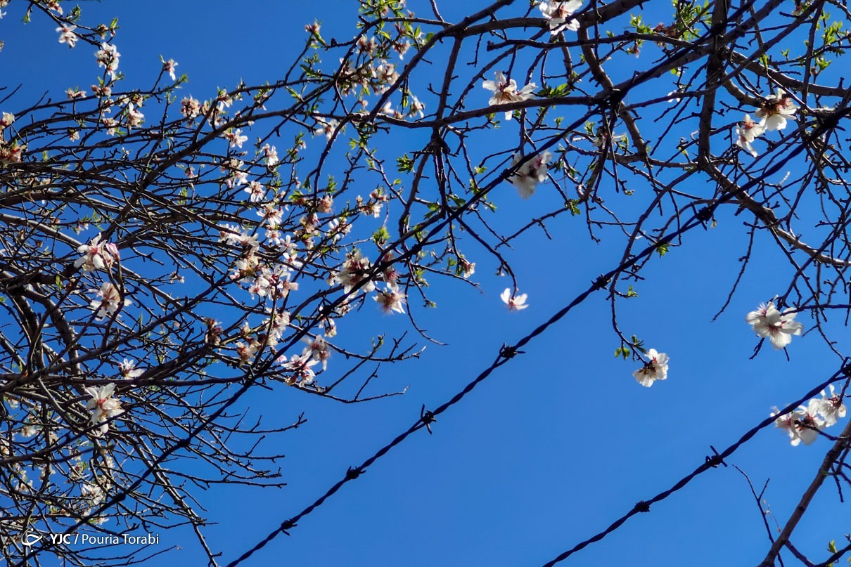 تهران خلوت و بهاری دیدنی تر از هر زمان دیگری است. خواه علت رفتن تهرانی ها به سفرهای نوروزی باشد یا رعایت پروتکل های بهداشتی برای مبتلا نشدن به بیماری کرونا در این روزهای بهاری هرجای تهران که فکرش را بکنی دیدنی است.