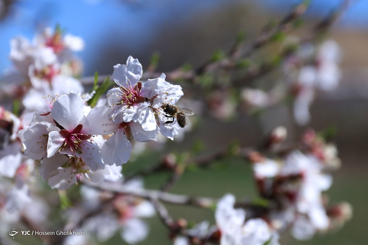 تهران خلوت و بهاری دیدنی تر از هر زمان دیگری است. خواه علت رفتن تهرانی ها به سفرهای نوروزی باشد یا رعایت پروتکل های بهداشتی برای مبتلا نشدن به بیماری کرونا در این روزهای بهاری هرجای تهران که فکرش را بکنی دیدنی است.