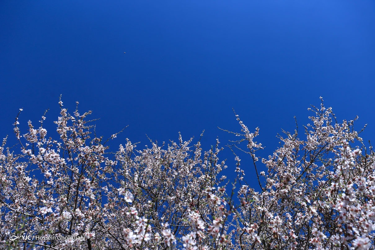 تهران خلوت و بهاری دیدنی تر از هر زمان دیگری است. خواه علت رفتن تهرانی ها به سفرهای نوروزی باشد یا رعایت پروتکل های بهداشتی برای مبتلا نشدن به بیماری کرونا در این روزهای بهاری هرجای تهران که فکرش را بکنی دیدنی است.