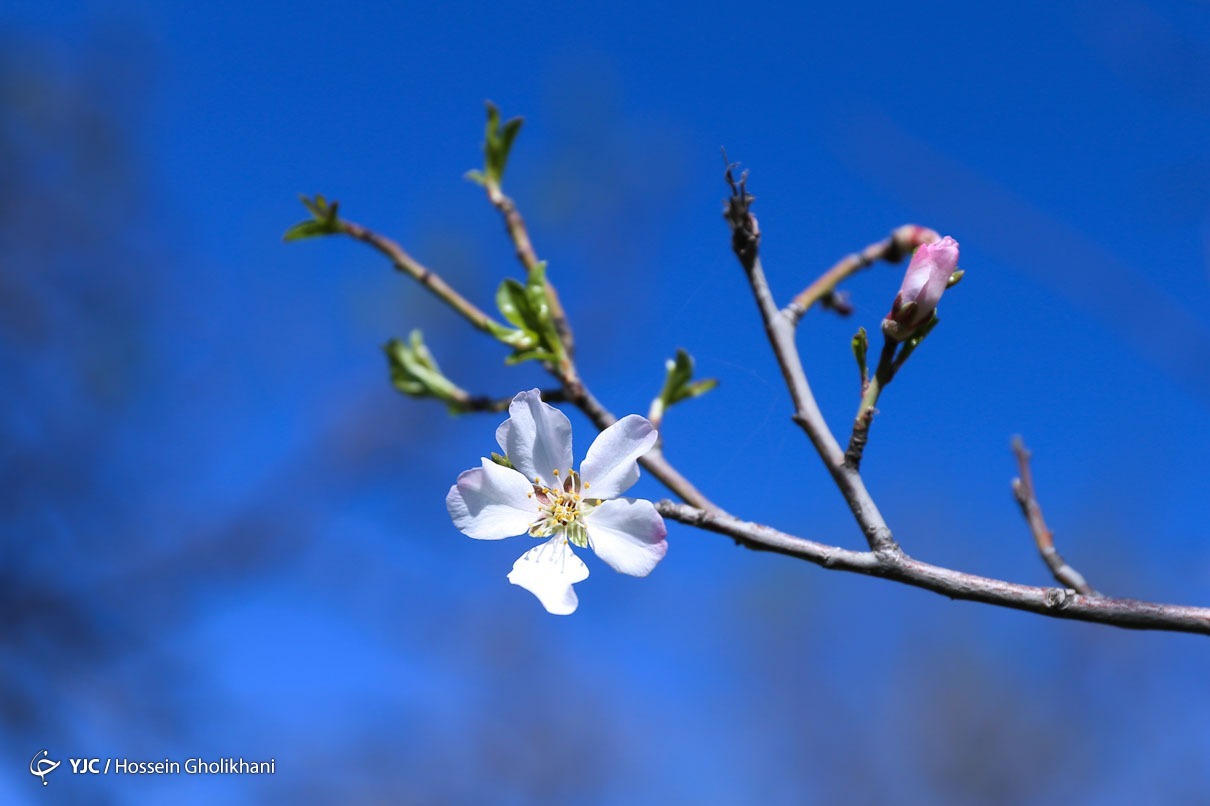 تهران خلوت و بهاری دیدنی تر از هر زمان دیگری است. خواه علت رفتن تهرانی ها به سفرهای نوروزی باشد یا رعایت پروتکل های بهداشتی برای مبتلا نشدن به بیماری کرونا در این روزهای بهاری هرجای تهران که فکرش را بکنی دیدنی است.