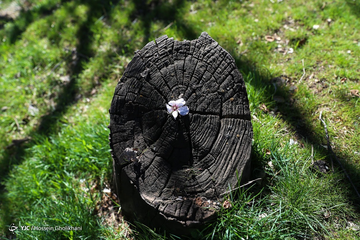 تهران خلوت و بهاری دیدنی تر از هر زمان دیگری است. خواه علت رفتن تهرانی ها به سفرهای نوروزی باشد یا رعایت پروتکل های بهداشتی برای مبتلا نشدن به بیماری کرونا در این روزهای بهاری هرجای تهران که فکرش را بکنی دیدنی است.